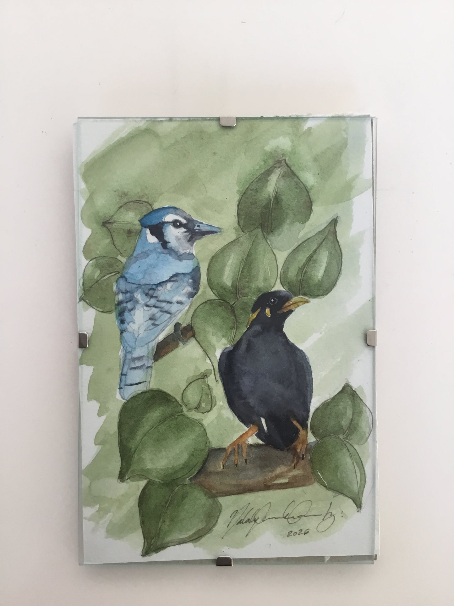 Blue Jay and Hill Myna  Watercolour Painting