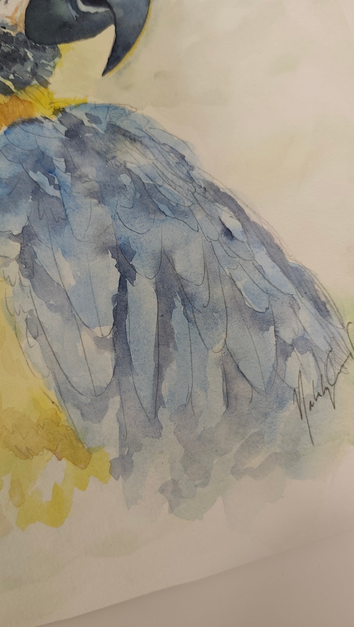 Original Watercolor Painting of a Blue- Yellow Macaw