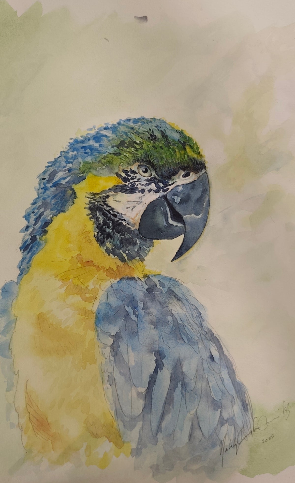 Original Watercolor Painting of a Blue- Yellow Macaw