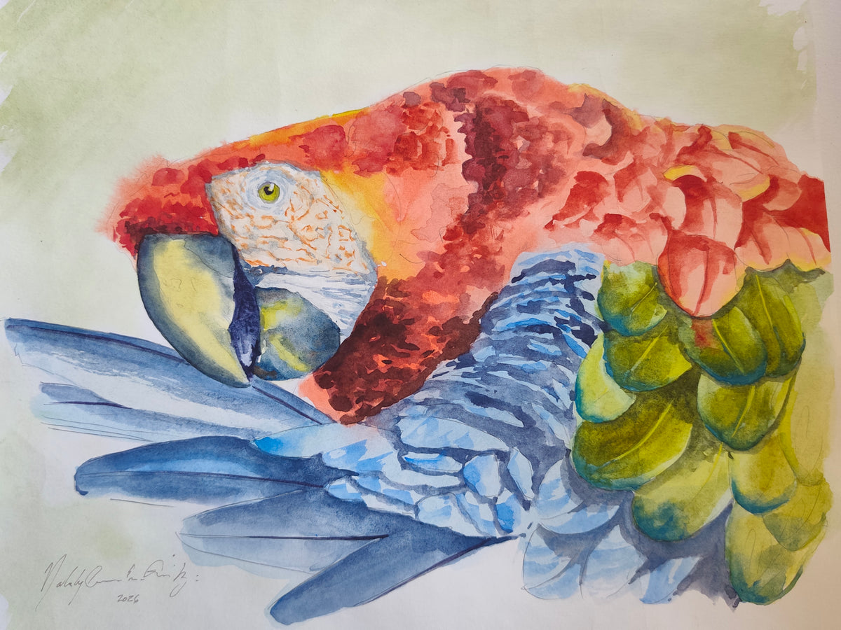 Original Watercolor of a Parrot Cleaning its Feathers
