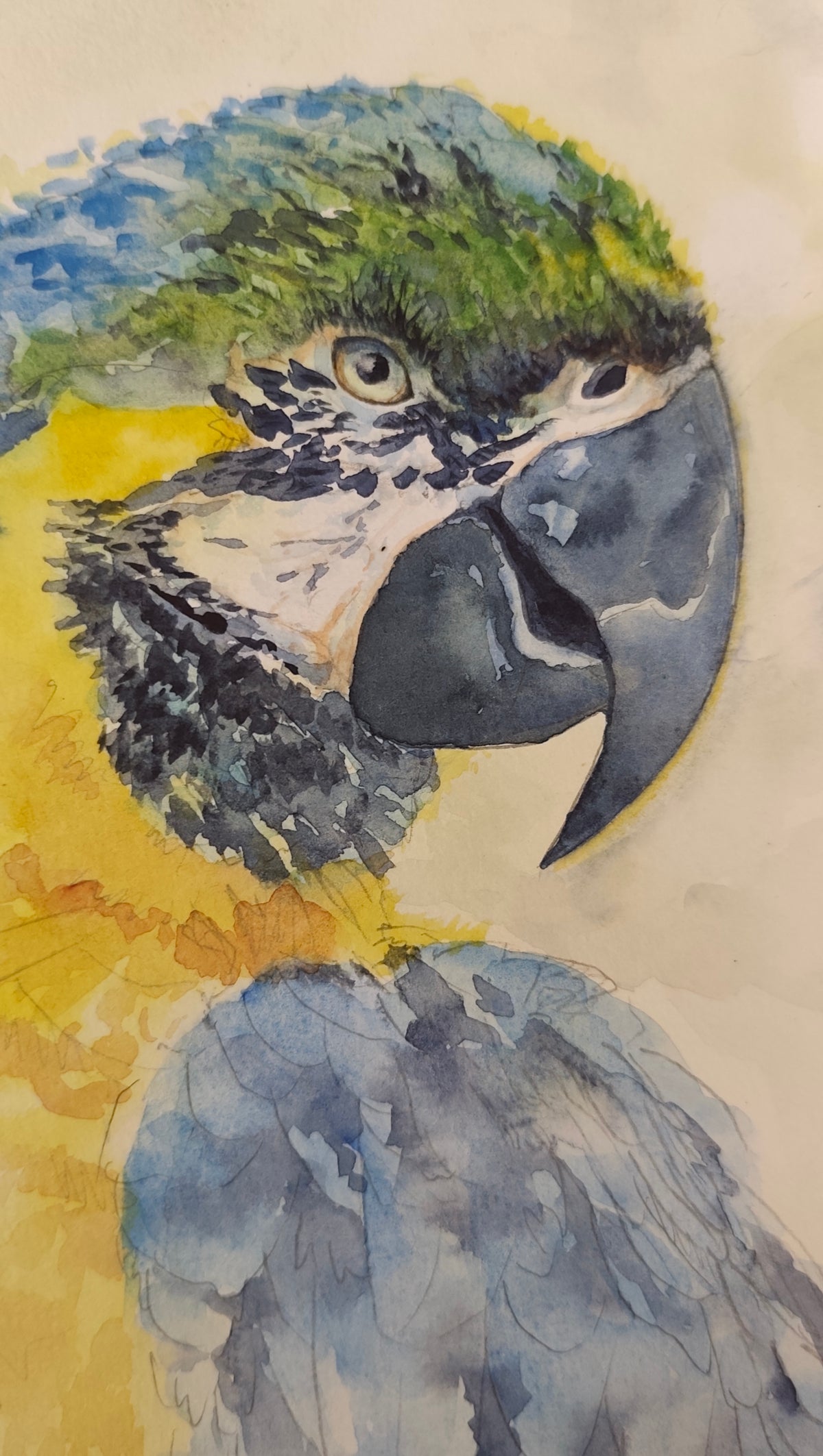 Original Watercolor Painting of a Blue- Yellow Macaw