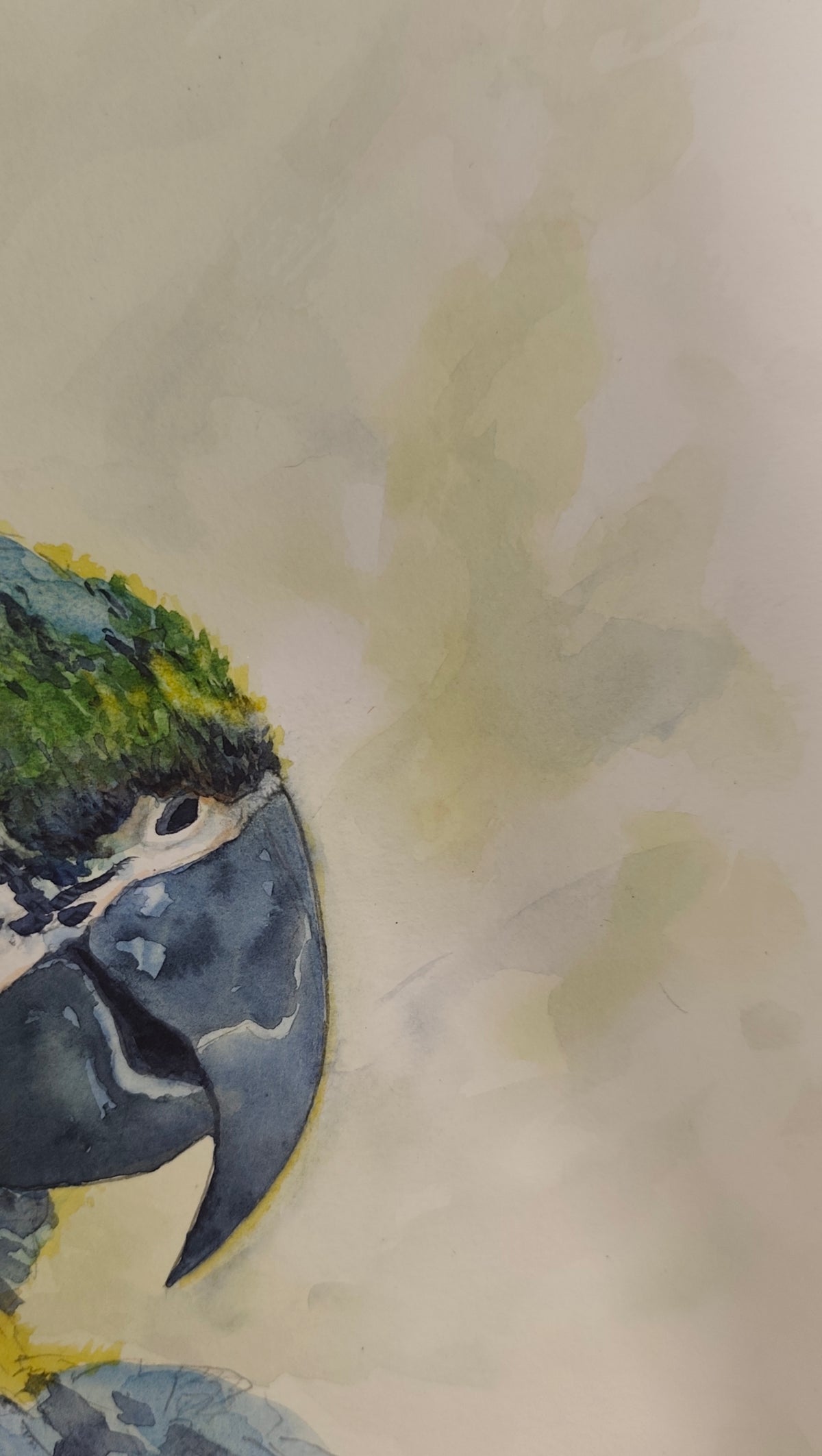 Original Watercolor Painting of a Blue- Yellow Macaw