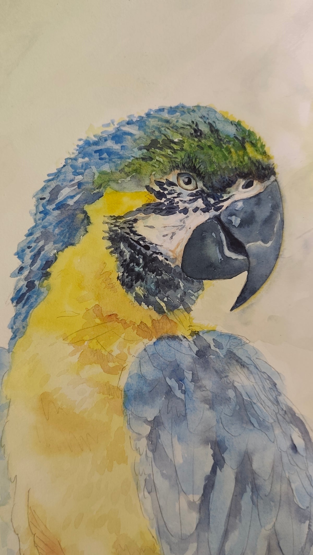 Original Watercolor Painting of a Blue- Yellow Macaw