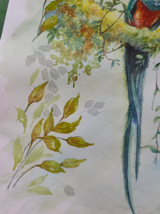 Original Watercolor Painting of a  Resplendent Quetzal bird