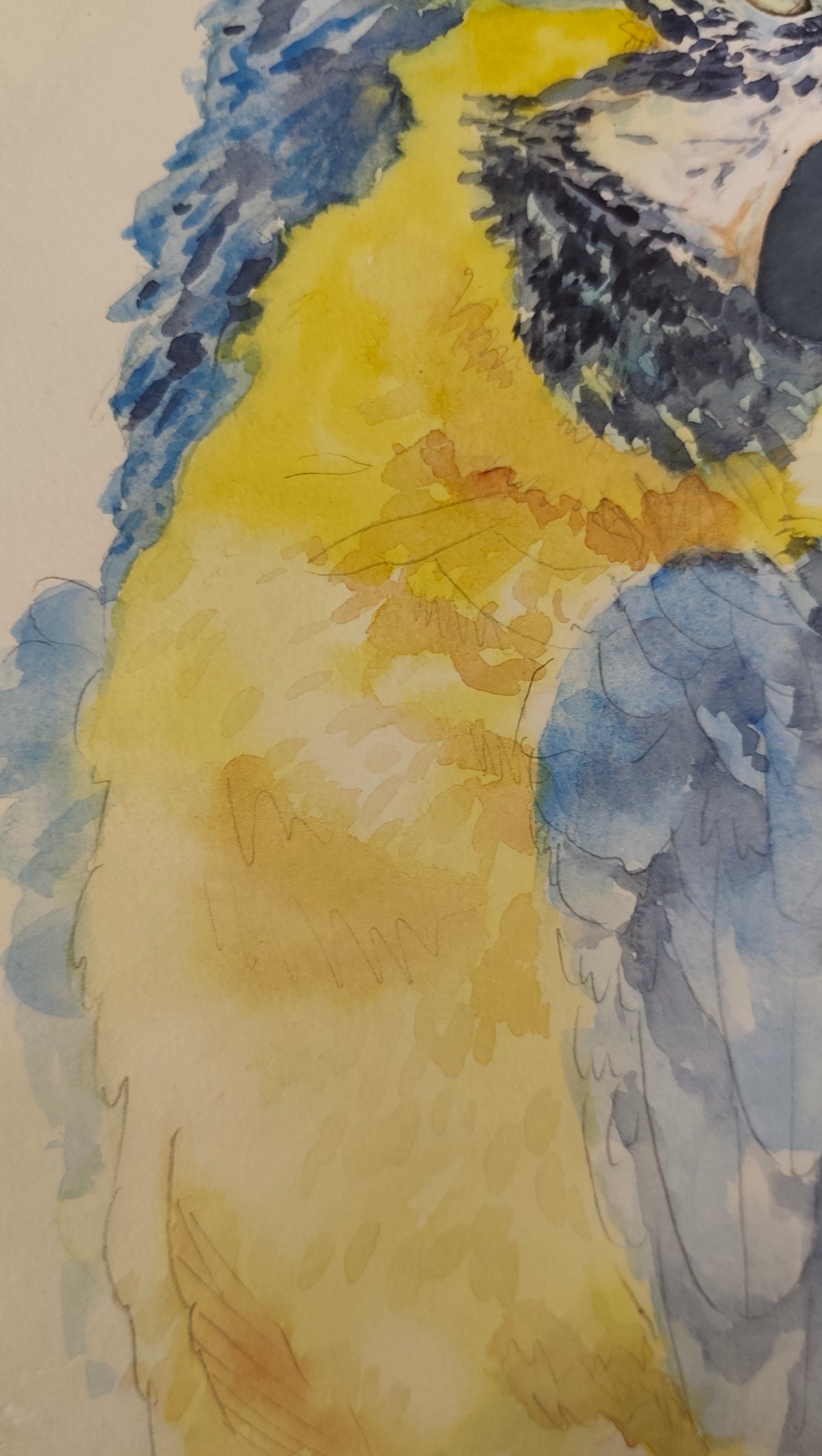 Original Watercolor Painting of a Blue- Yellow Macaw