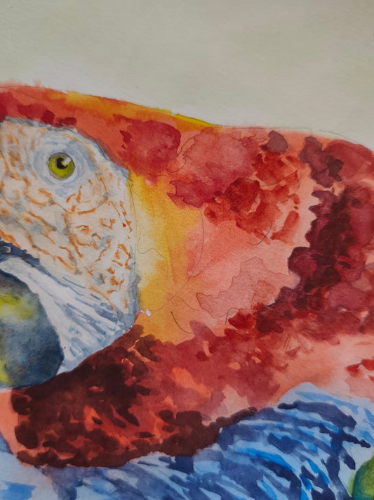 Original Watercolor of a Parrot Cleaning its Feathers