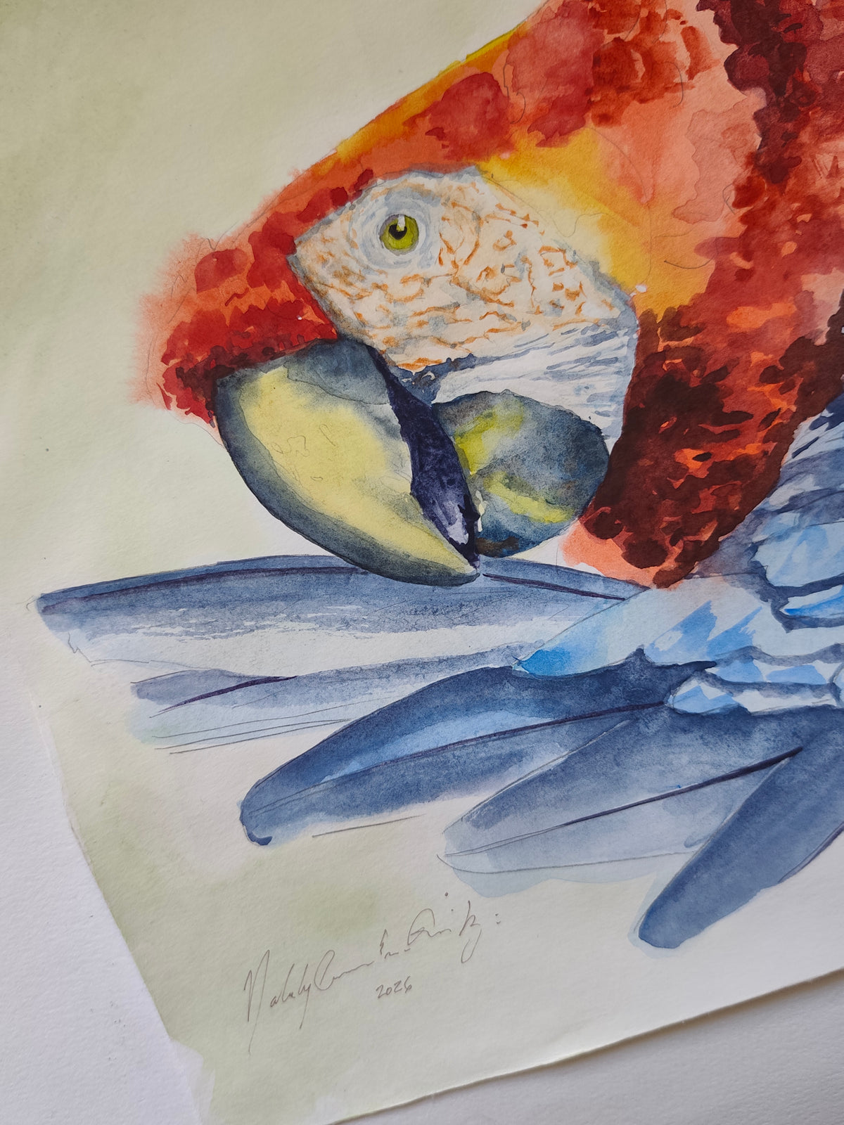 Original Watercolor of a Parrot Cleaning its Feathers
